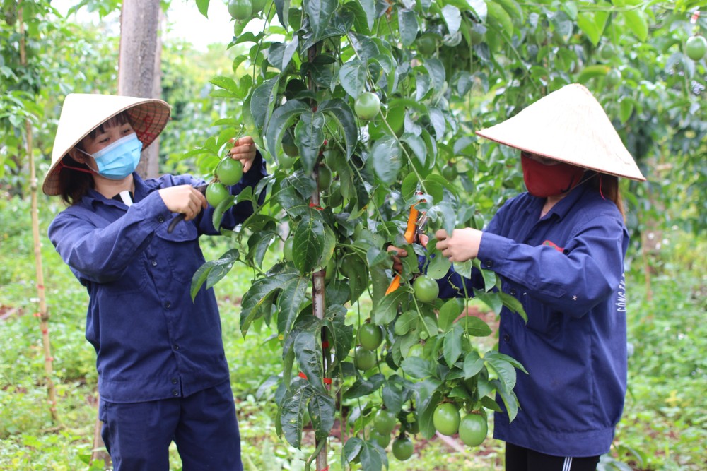 Kinh tế ở Gia Lai